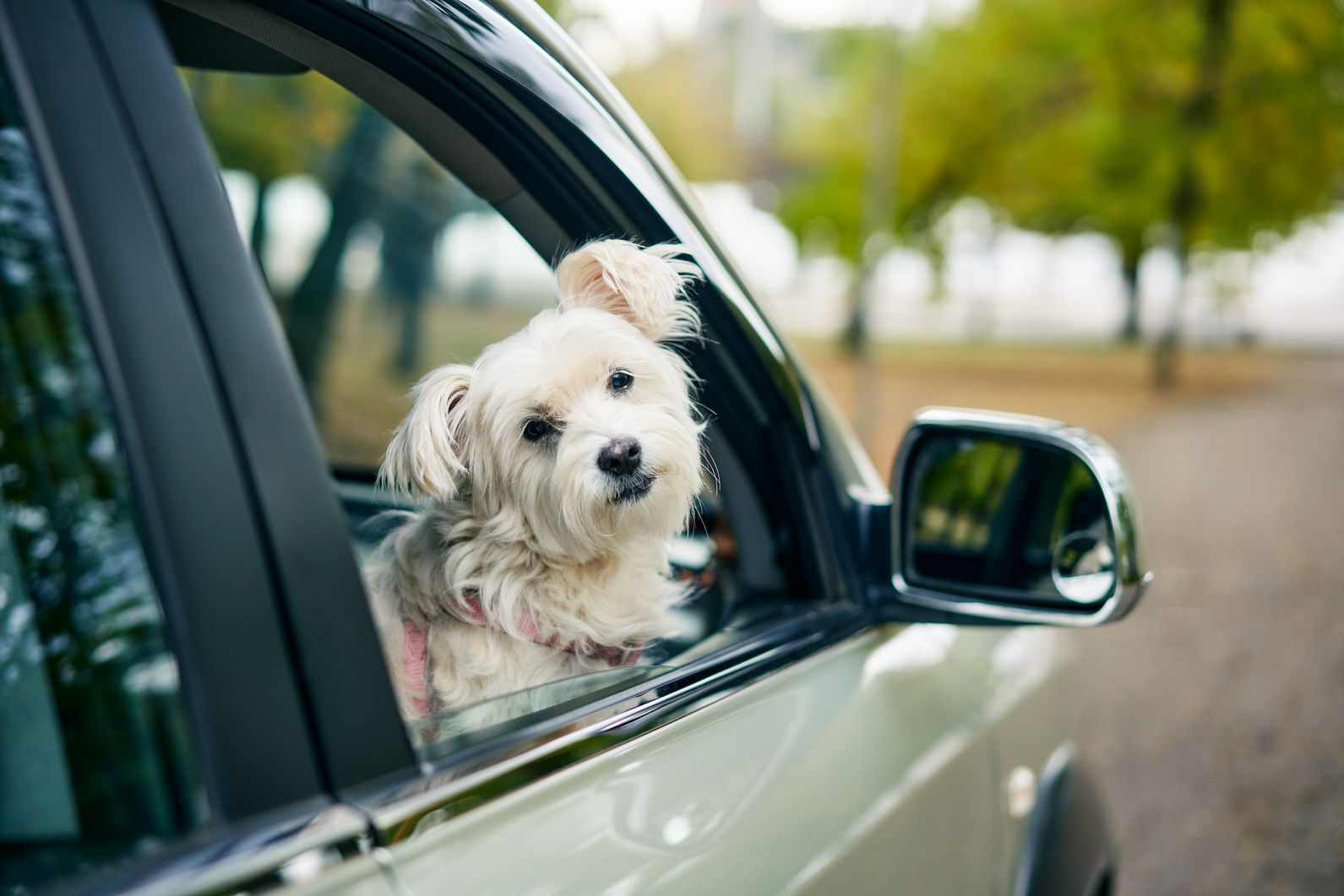 Cute Fluffy Dog Looking Out of Car Window. Road Trip Concept