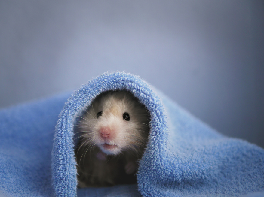 A cute fluffy hamster.